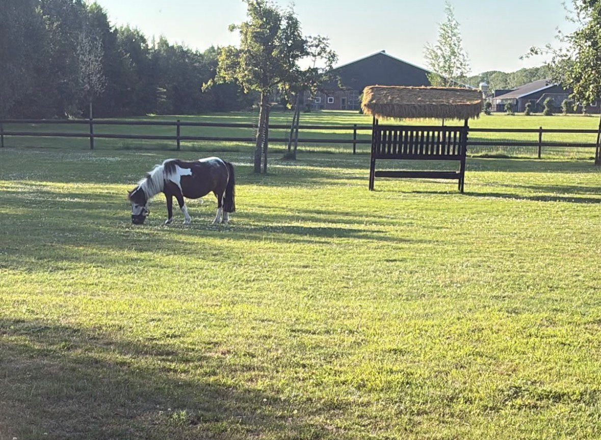 Lieve falabella zoekt een meisje