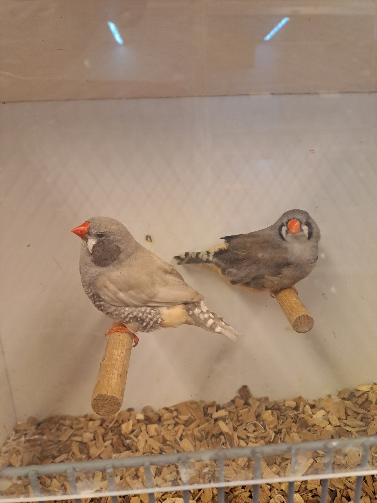 zebravinken pastel zwartwang, Dieren en Toebehoren