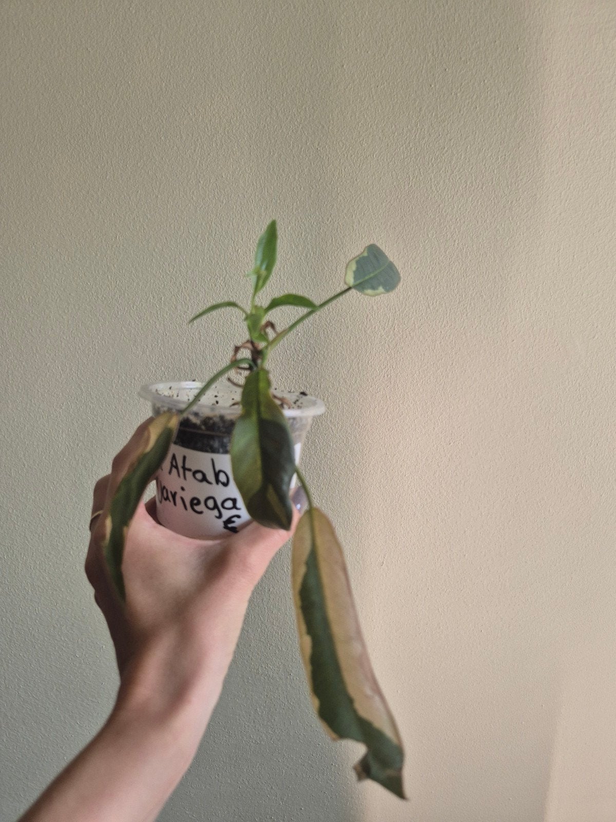 Philodendron Atabapoense Variegata - Zeldzame Kamerplant, Huis en Inrichting, Kamerplanten, Overige soorten, In pot, Minder dan 100 cm