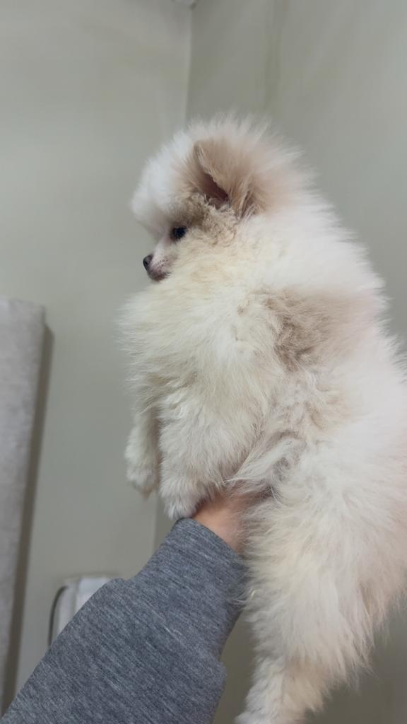 Mini Pomeriaan pups, Particulier, 15 weken tot 1 jaar, Reu, Buitenland