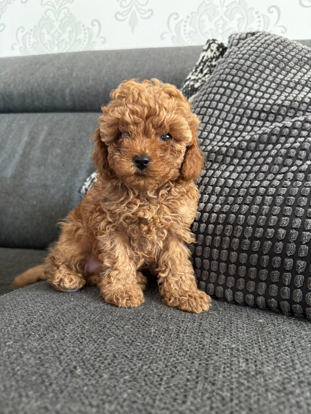 Lieve dwerg/toy poedels zoeken een gouden mandje. ️, Parvo, Overige rassen, 8 tot 15 weken, Meerdere