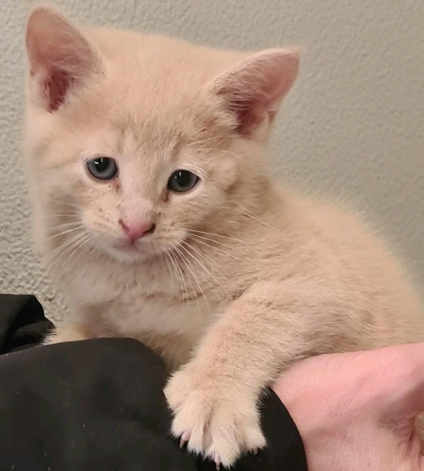 Super mooie aparte kleur lieve kittens, gewend aan kinderen, Meerdere dieren