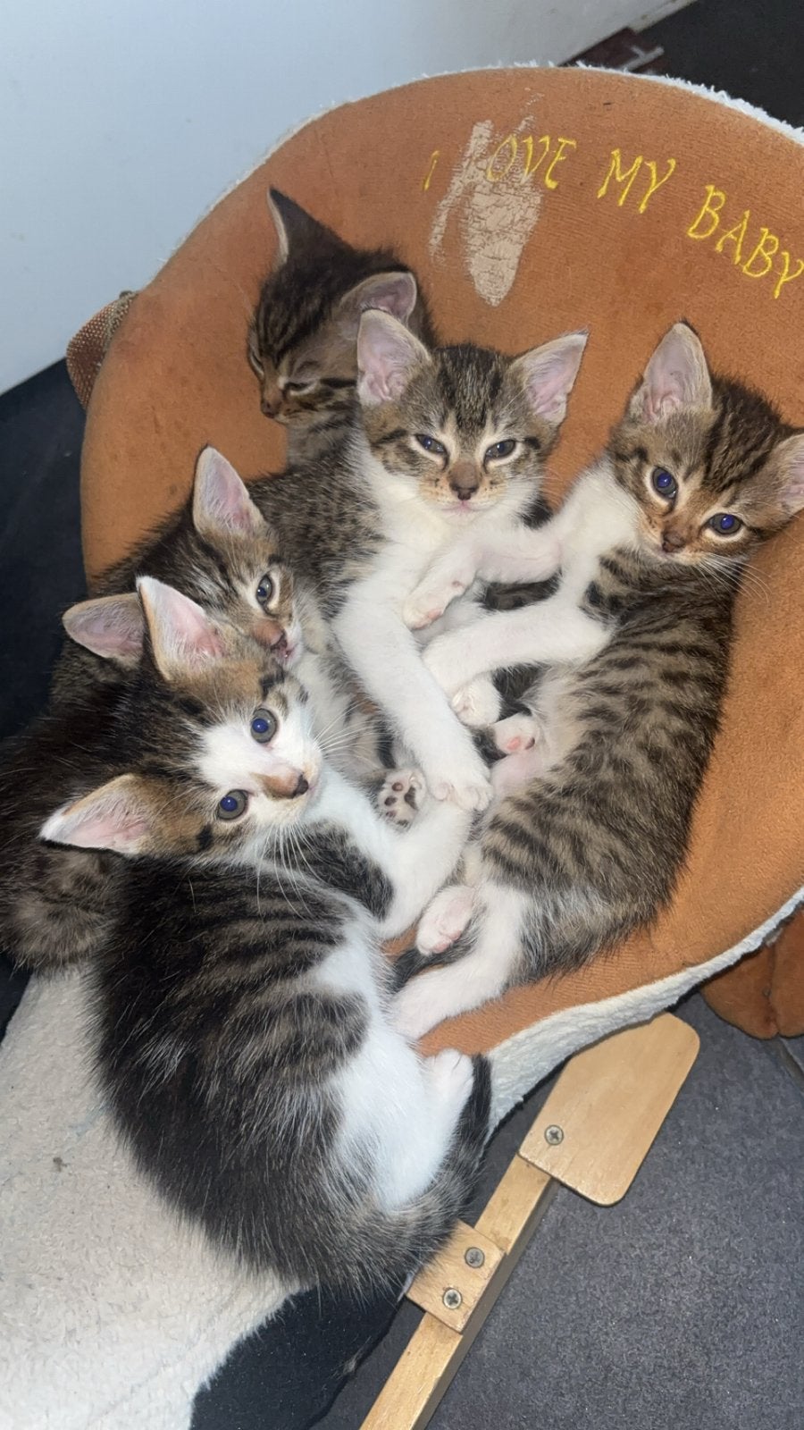 Europese korthaar / main coon, Kater