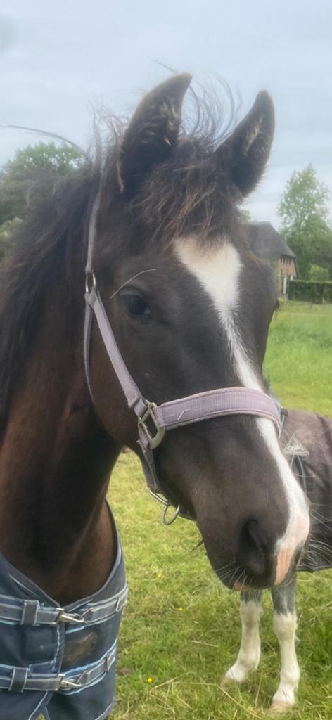 Zeer knappe jaarling hengst uit NMK merrie, Dieren en Toebehoren, Met stamboom, Niet van toepassing, Dressuurpaard, 0 tot 2 jaar