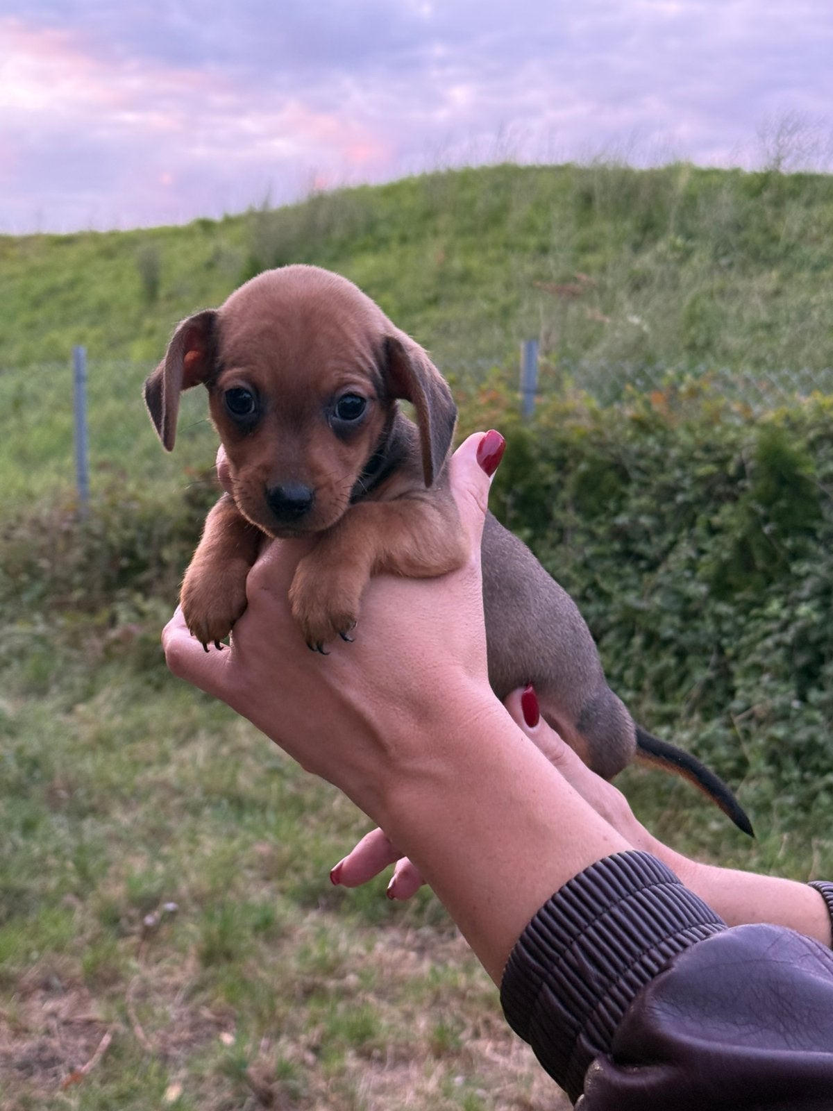 Jack Russel x teckel, Overige rassen, 8 tot 15 weken, Meerdere, Meerdere dieren