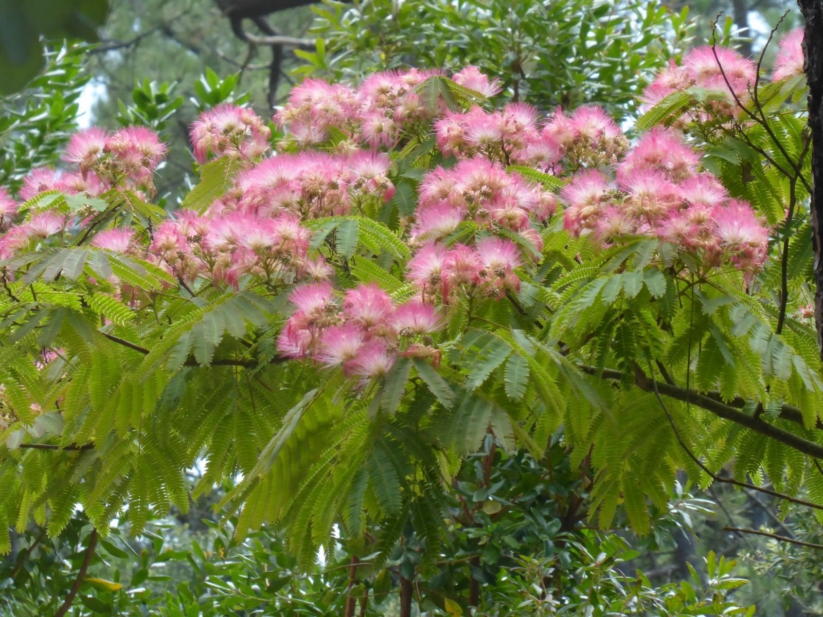 Perzische Slaapboom (Albizia julibrissin) - Roze Bloemen, Ophalen, Overige soorten, Struik, 100 tot 250 cm