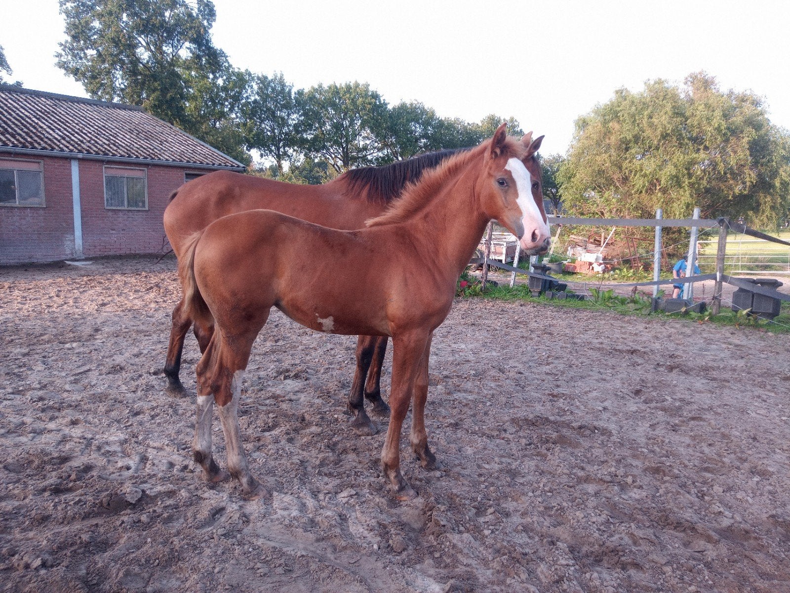 merrieveulen brantzau Vdl x baltic vdl, Dieren en Toebehoren, Merrie, Springpaard, Minder dan 160 cm, Met stamboom