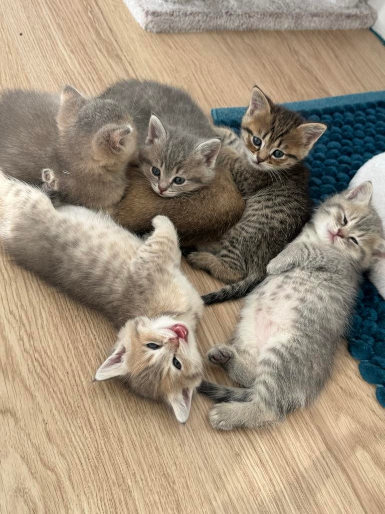 Britse korthaar kittens, Dieren en Toebehoren, Katten en Kittens | Raskatten | Korthaar, Ontwormd