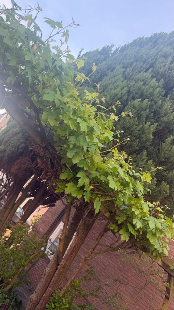 Druivenplant - Heerlijke druiven uit eigen tuin, Ophalen, Volle zon, Vaste plant, Fruitplanten