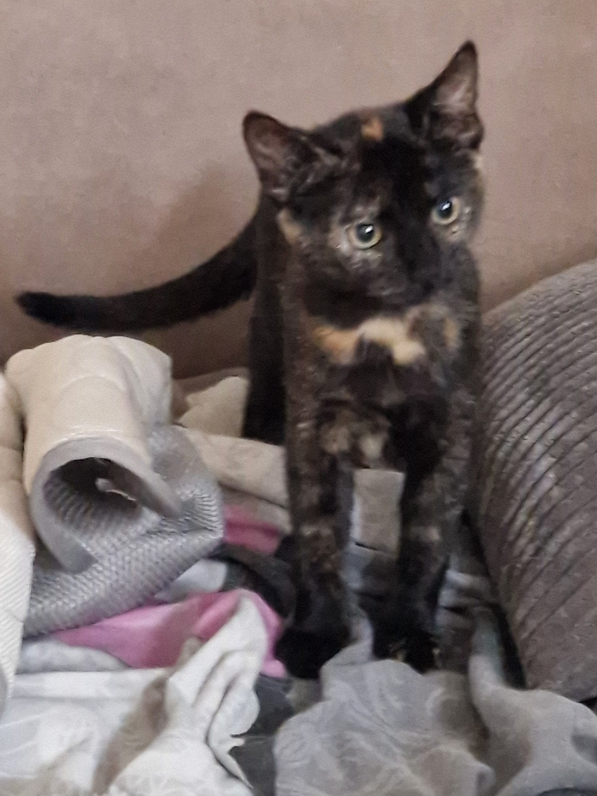 Hey jij daar!, Dieren en Toebehoren, Katten en Kittens | Overige Katten