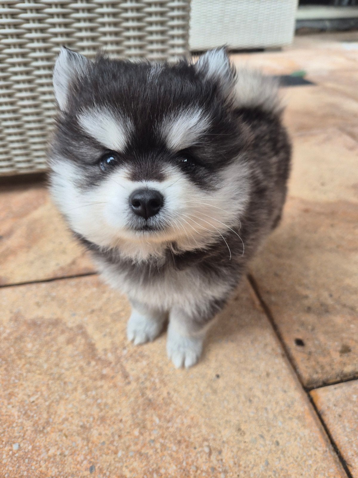 kleinblijvende F4 pomsky pups, Dieren en Toebehoren, 8 tot 15 weken, Eén hond, Nederland, Fokker | Hobbymatig