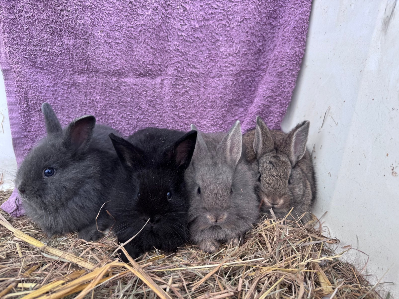 Lief jong konijntje - voedster, Dieren en Toebehoren, Vrouwelijk, Dwerg, 0 tot 2 jaar