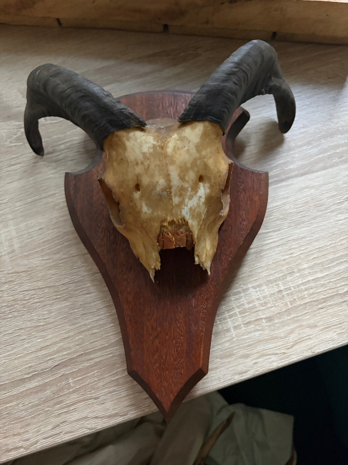 Ram schedel met hoorns op houten schild, Verzamelen, Dierenverzamelingen, Ophalen of Verzenden, Gebruikt, Boerderijdier, Schedel