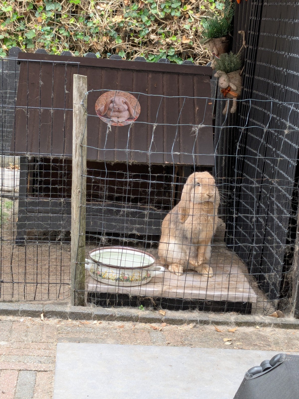 ontzettend lief en mooi raszuiver Frans hangoren stel, Meerdere dieren, Groot, Hangoor, 0 tot 2 jaar