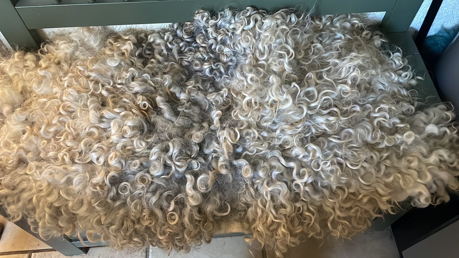 Gotland pelsschaap ooien, Vrouwelijk, Schaap