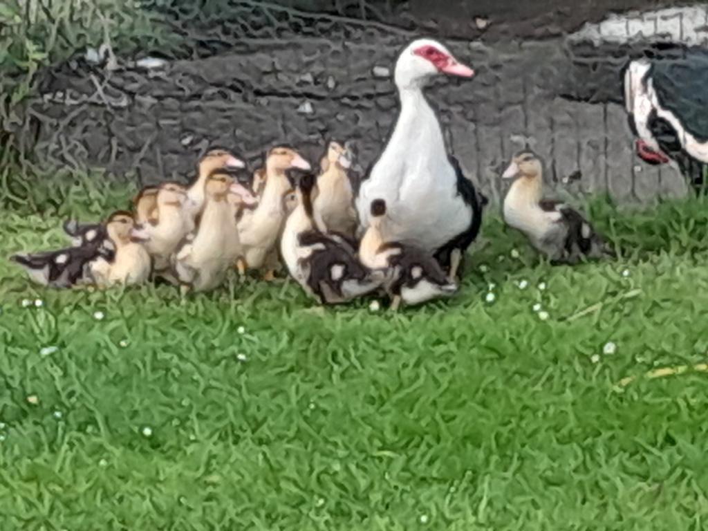 Jonge eendjes van een kaapse eend, Dieren en Toebehoren