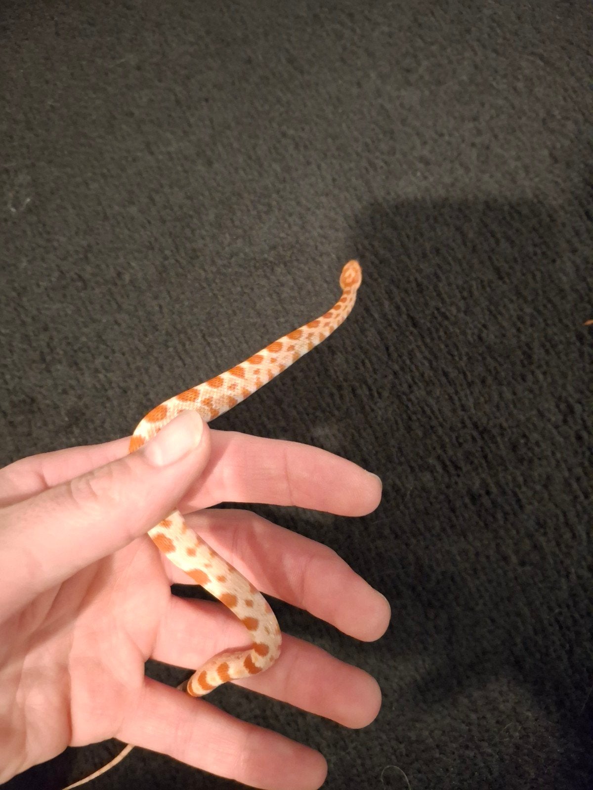 rattenslang baby's (pantherophis guttatus) Corn Snake photo 2