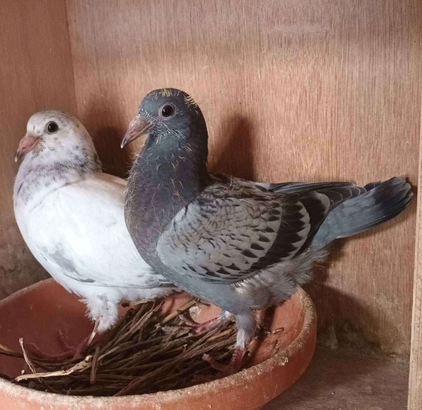 Jonge postduiven, Dieren en Toebehoren, Vogels | Duiven, Meerdere dieren, Postduif