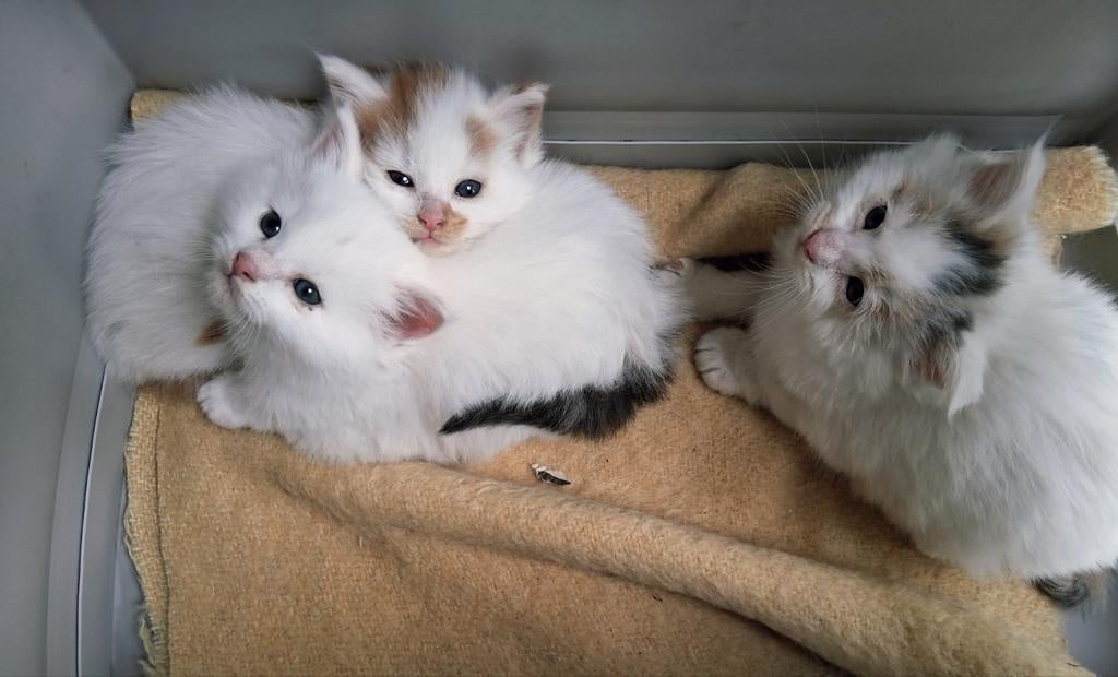 Maine coon kittens te reserveren 1 poesje 2 katertjes, Dieren en Toebehoren, Katten en Kittens | Raskatten | Langhaar, Meerdere dieren