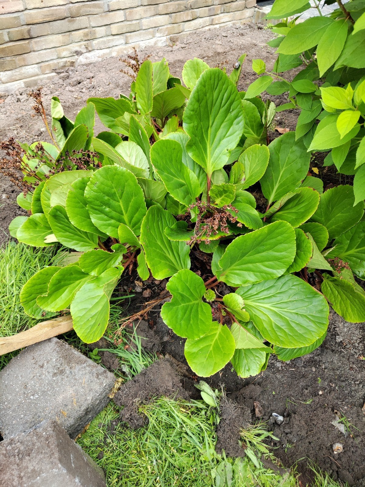Gratis plant, Tuin en Terras, Planten | Tuinplanten, Ophalen, Overige soorten, Volle zon