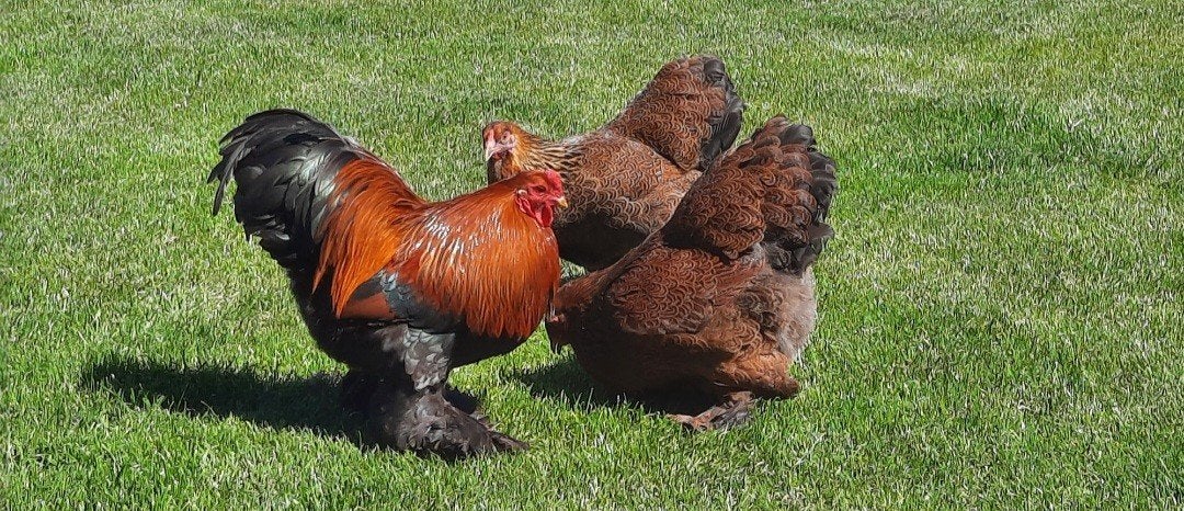 6 Jonge Brahma kriel, HENNEN meerzomig patrijs tt kwaliteit, Meerdere dieren, Kip