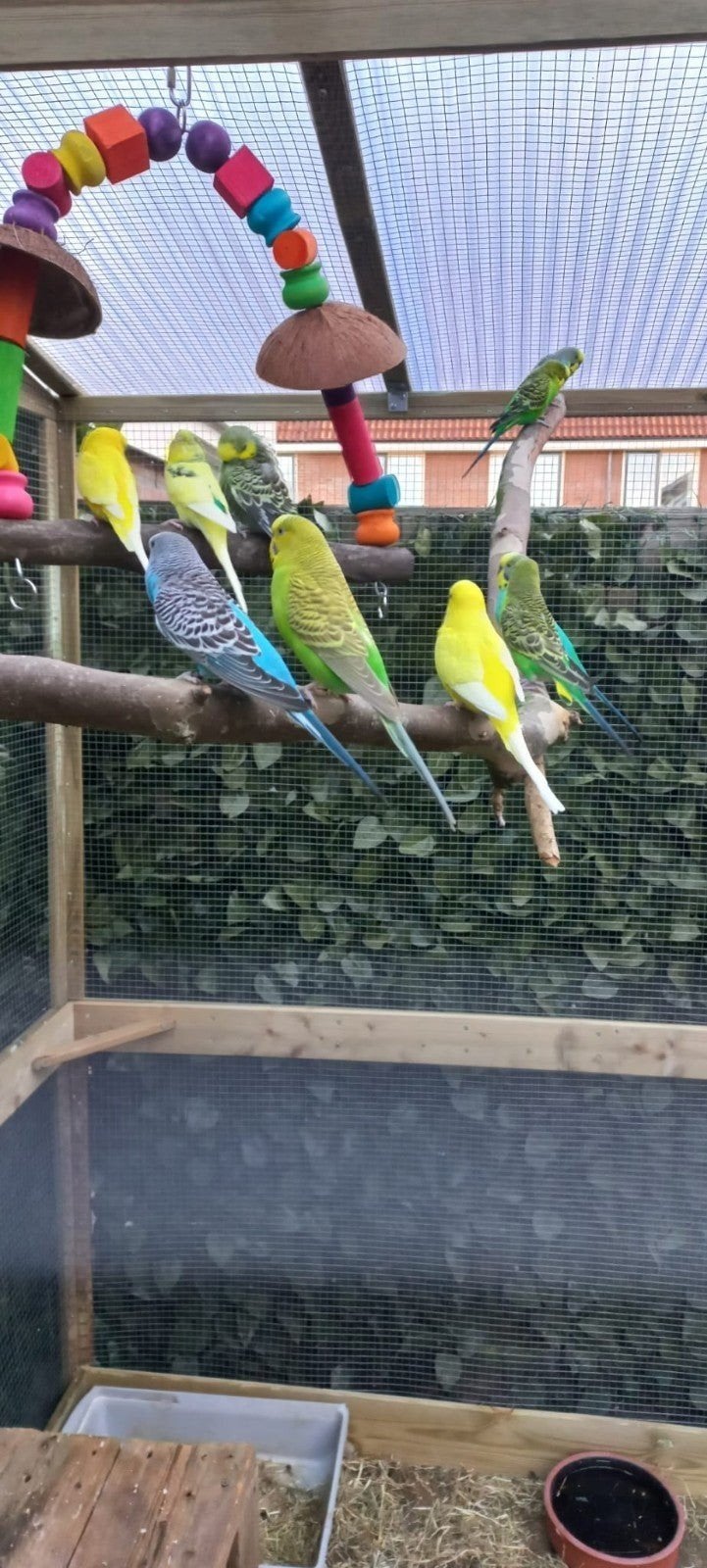 koppel  grasparkieten, Meerdere dieren, Parkiet