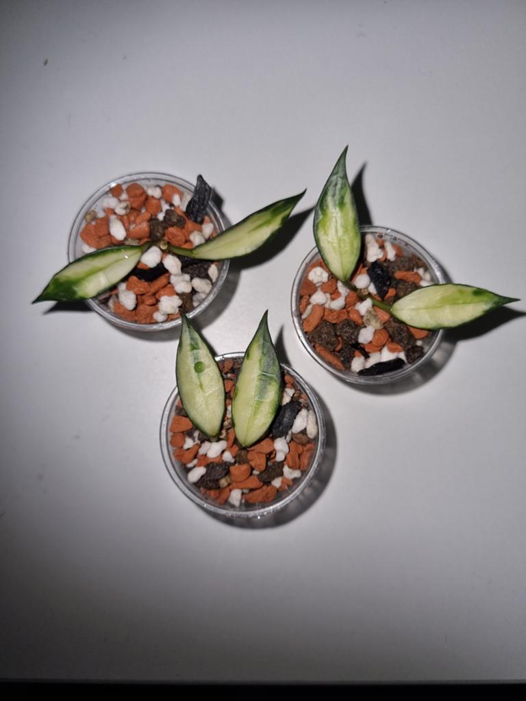 Hoya lacunosa outer variegated, Huis en Inrichting, Kamerplanten, Ophalen of Verzenden, Halfschaduw, Minder dan 100 cm