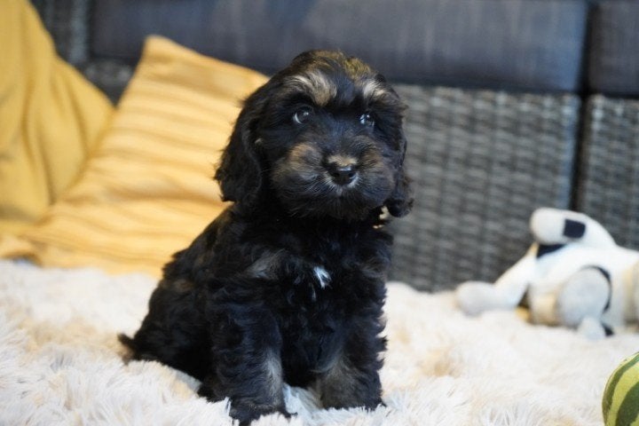 Leuke cockapoo pups. Teefjes en een reutje., Nederland, Parvo, Overige rassen, 8 tot 15 weken