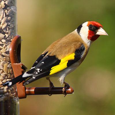 Gezocht! Goed zingende Bloem of parva putter, Dieren en Toebehoren, Mannelijk, Wildzangvogel