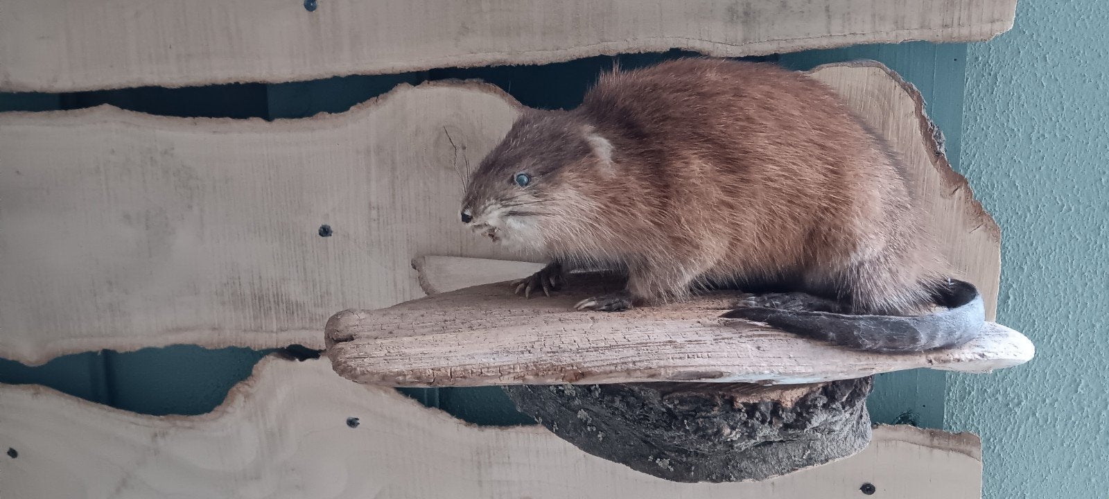 Opgezette Muskusrat, Ophalen of Verzenden