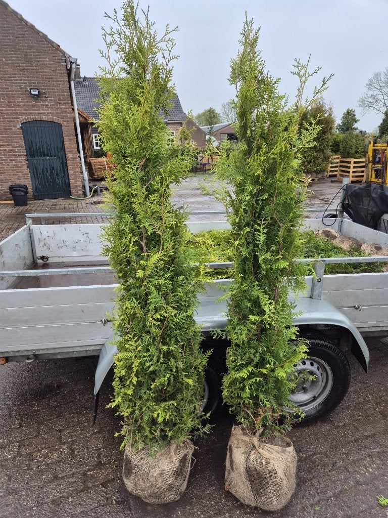 Thuja Brabant haagconiferen tot 3m weer leverbaar, Verzenden, Conifeer, Haag, 100 tot 250 cm