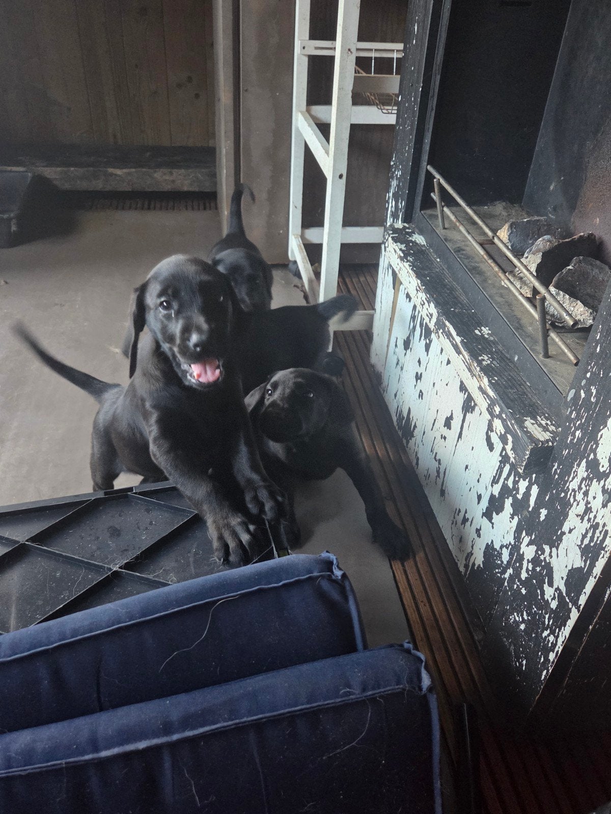 Te Reserveren Doberman x Pups, 8 tot 15 weken, Parvo, Meerdere, Meerdere dieren