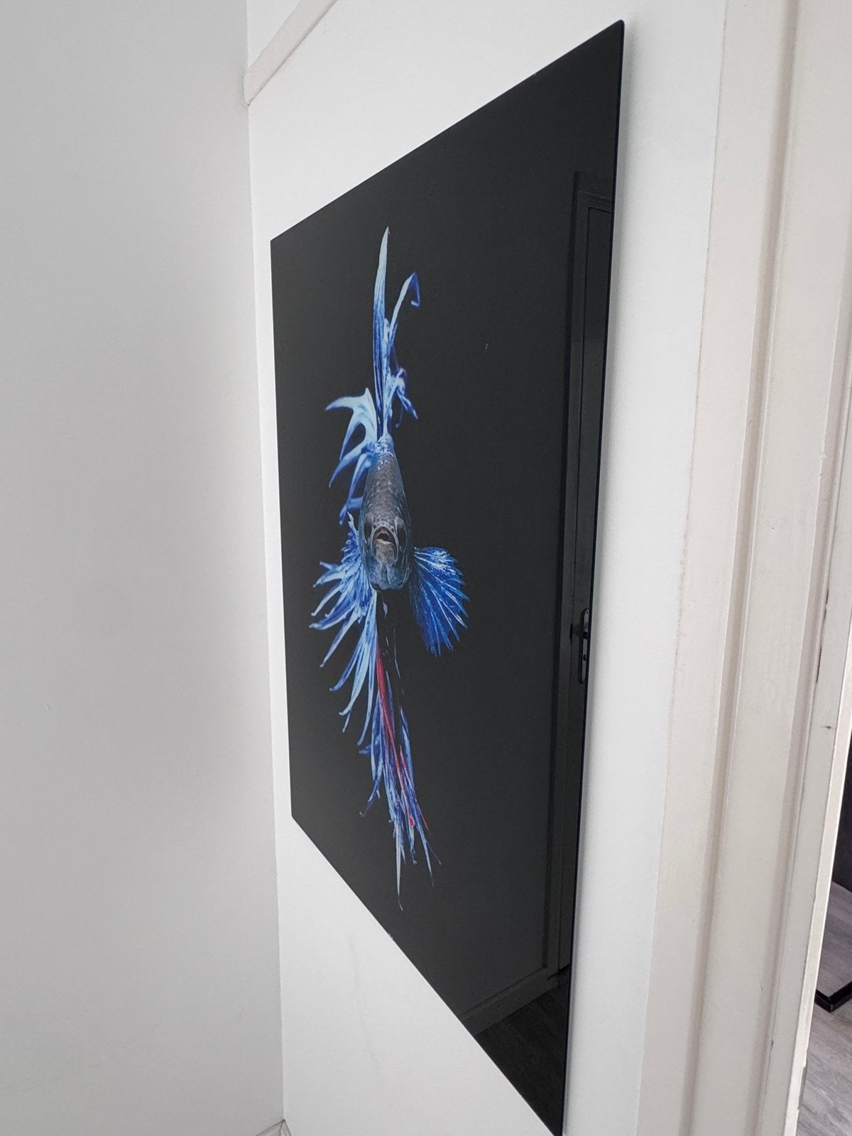 Wall-Art glasschilderij Gloeivis 70x100 cm – blauw/zwart, Ophalen, Glas, Achter glas, Dieren