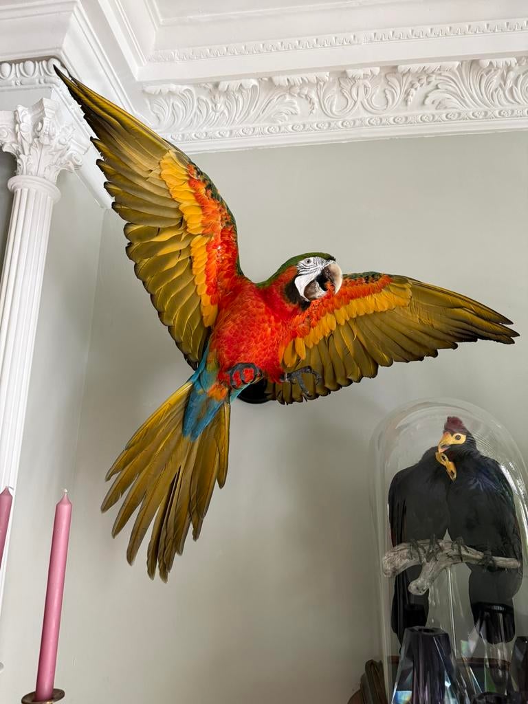 Prachtig opgezette Harlekijn Ara, Ophalen, Zo goed als nieuw, Vogel, Opgezet dier