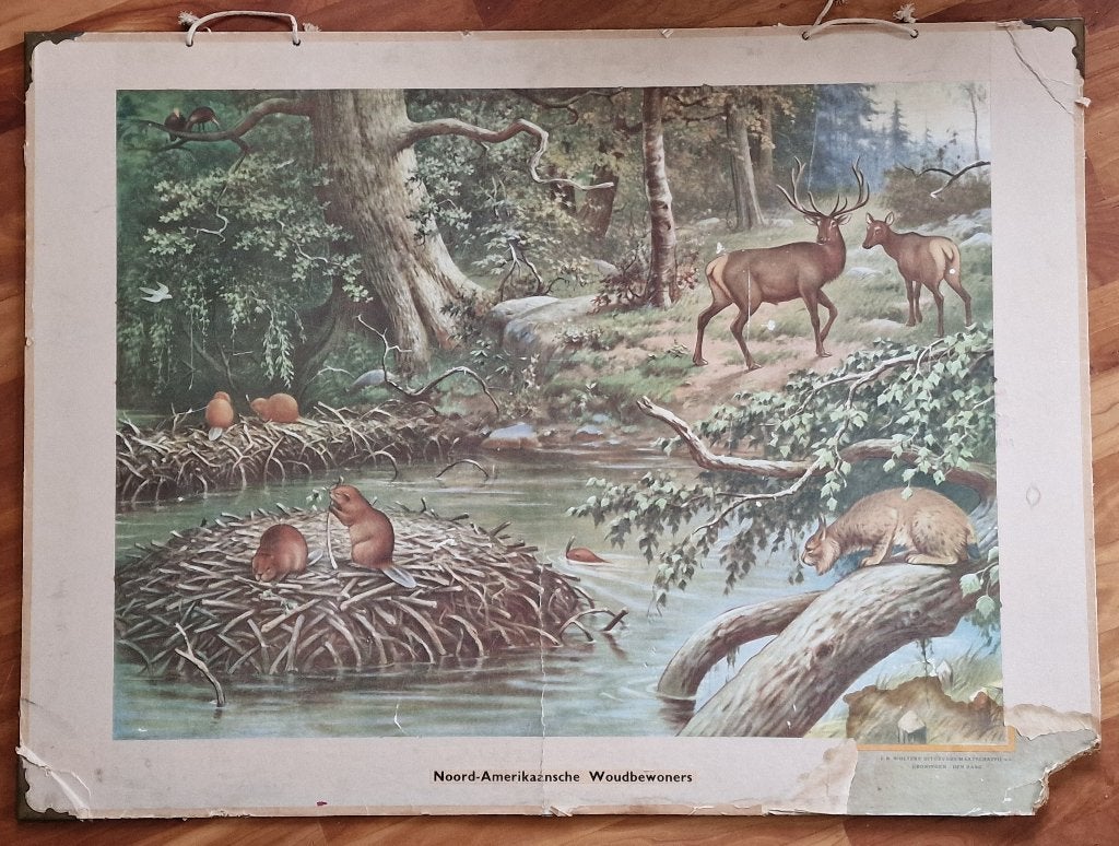 Noord-Amerikaansche woudbewoners / MA. Koekkoek, Ophalen, Geschiedenis