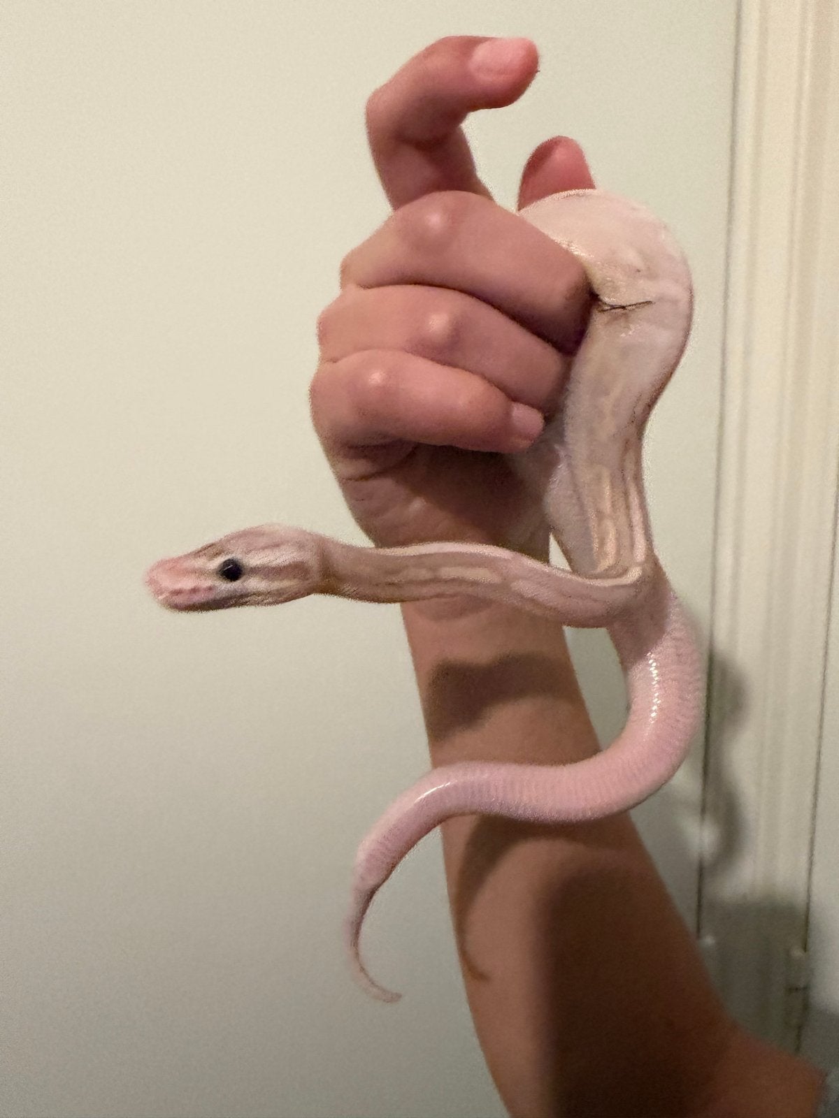 1.0  Ballpython /  Regius