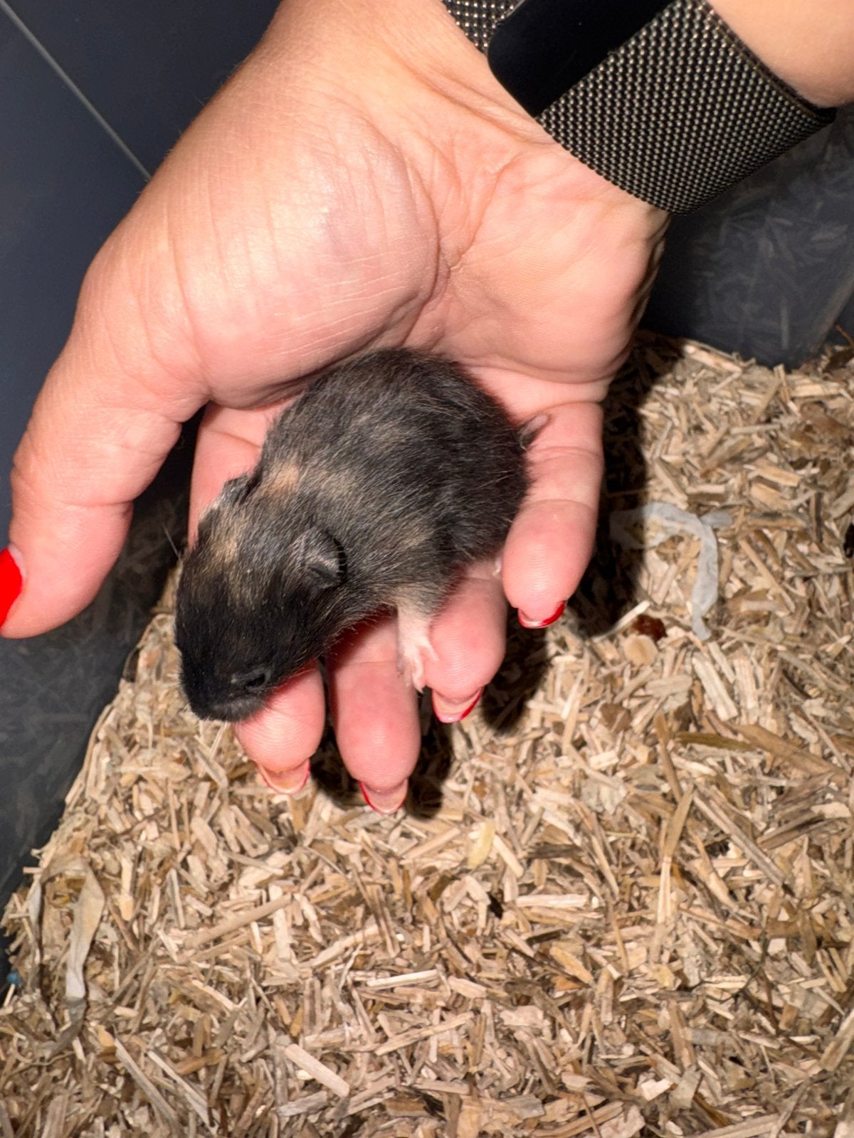 Syrische Zwarte Schildpad dametjes 20/8/26, Hamster, Augustus, Vrouwelijk, Tam