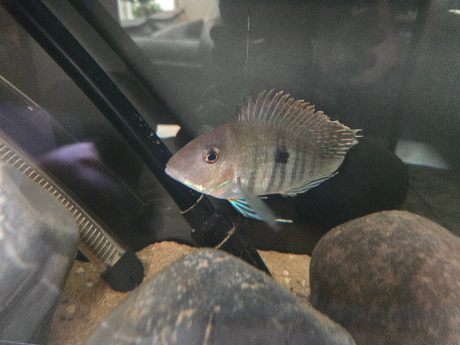 Geophagus pyrocephalus / tapajos Redhead, Vis