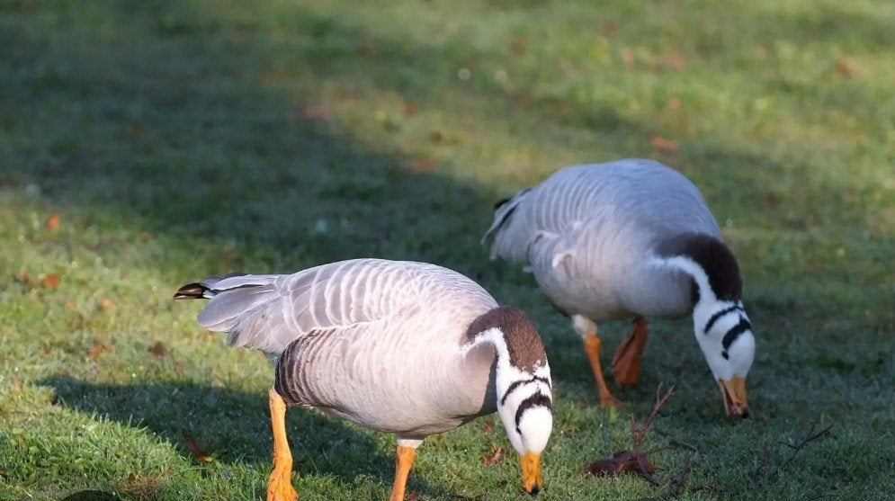 Ganzen, Dieren en Toebehoren, Meerdere dieren, Gans of Zwaan