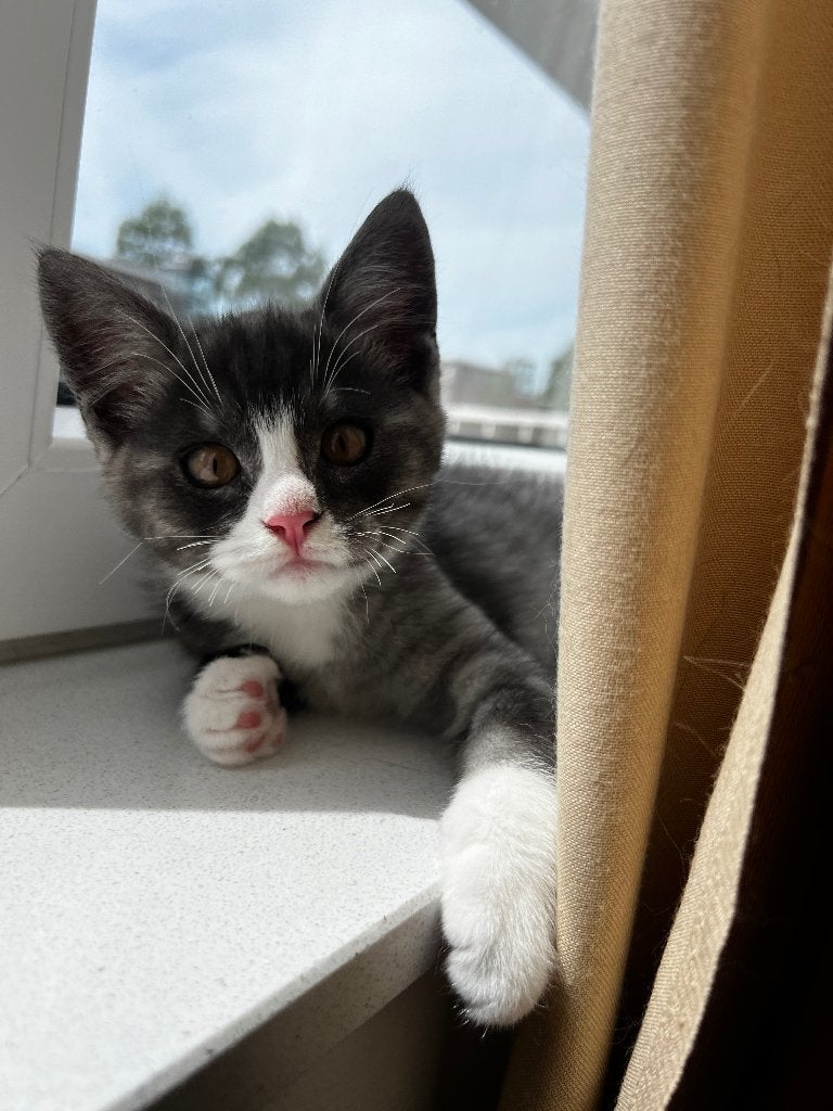 Maine Coon mix katertje, Kater, Ontwormd, 0 tot 2 jaar