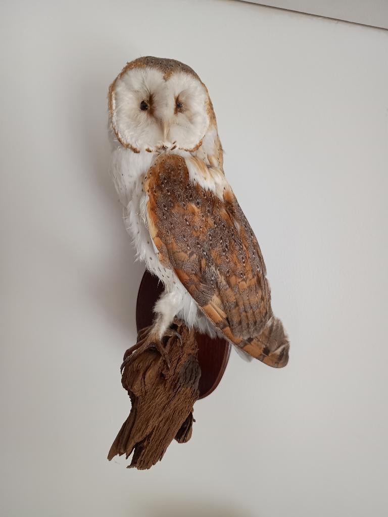 Opgezette mooie kerkuil op tak met wandbord Taxidermie, Verzamelen, Dierenverzamelingen, Ophalen, Nieuw, Vogel, Opgezet dier