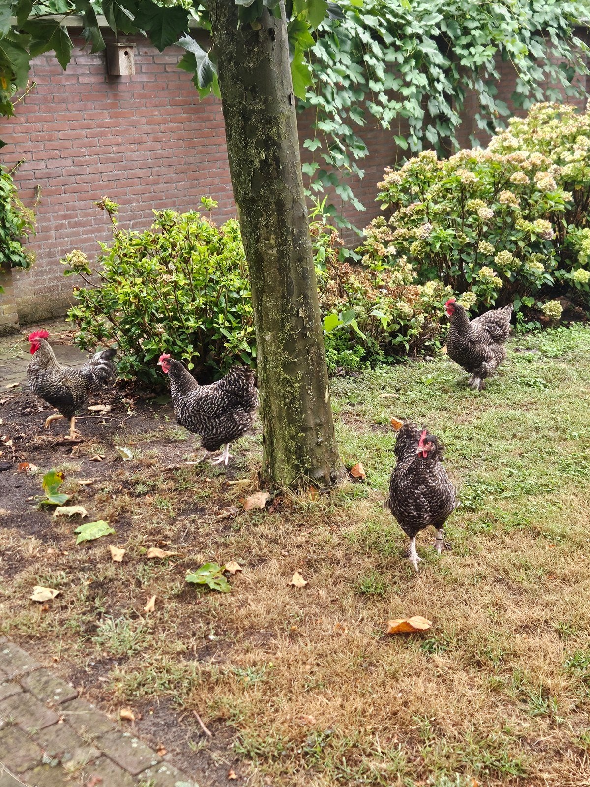 mechelse koekoek kippen, Dieren en Toebehoren, Pluimvee, Meerdere dieren, Kip