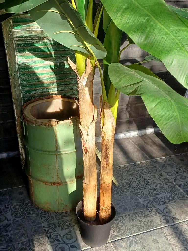 Grote bananenplant (ca. 170 cm) van Intratuin, Huis en Inrichting, Kamerplanten, Ophalen, Overige soorten, Halfschaduw, In pot