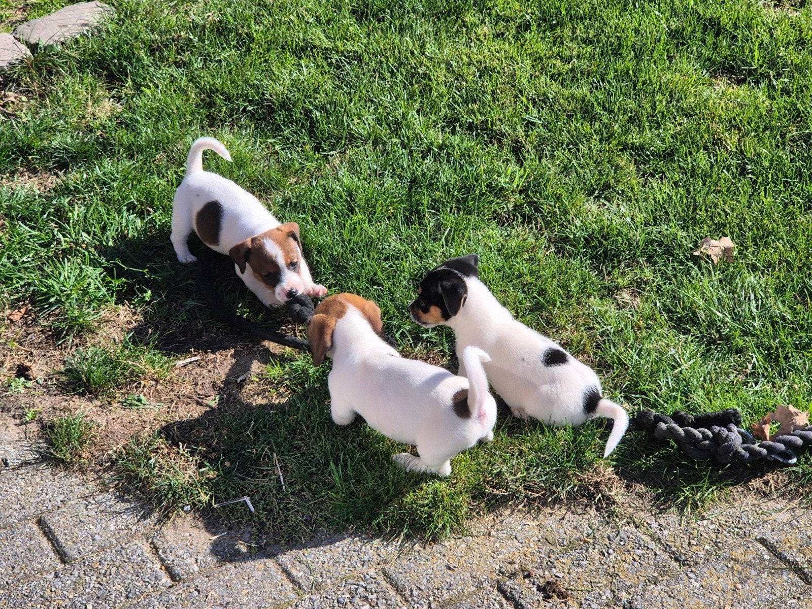 mooie super kleine Jack Russel pups, Dieren en Toebehoren, Jack Russell Terriër, CDV (hondenziekte), 8 tot 15 weken, Meerdere