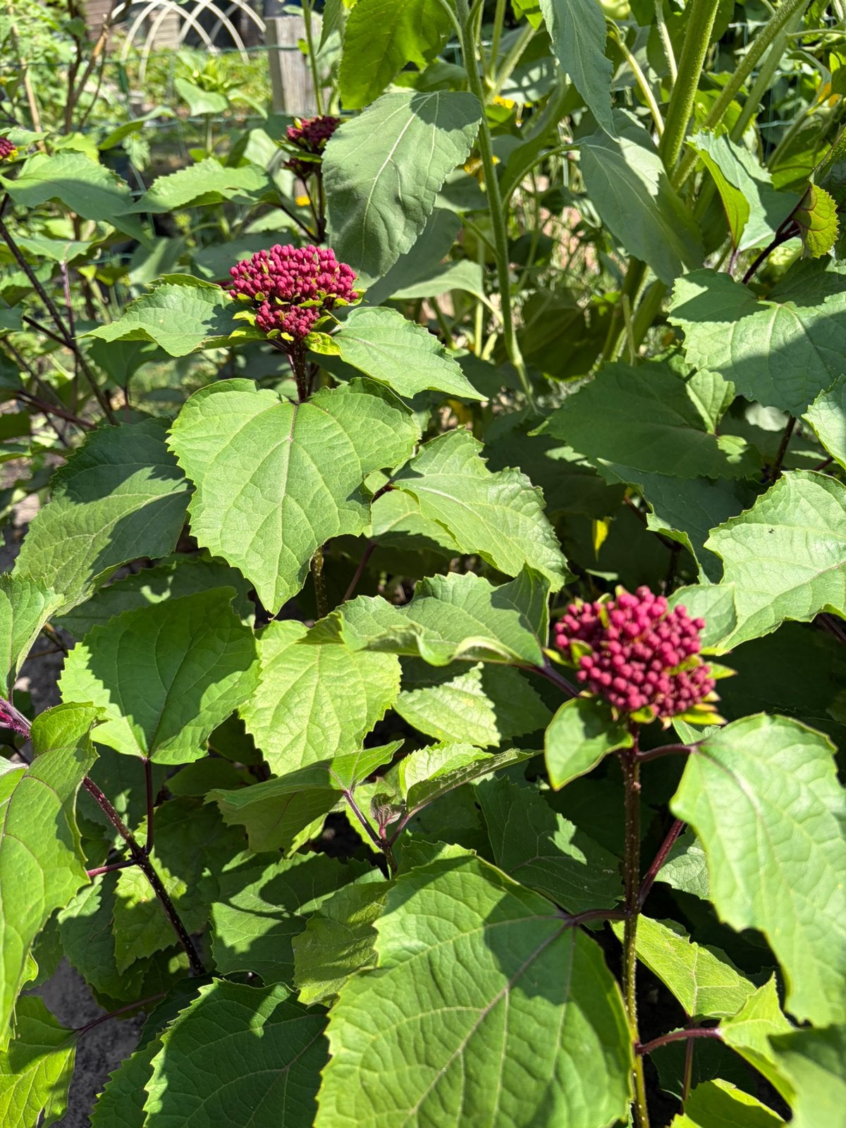 Clerodendrum bungei - Pindakaasstruik, Tuin en Terras, Planten | Tuinplanten, Ophalen, Overige soorten, Volle zon