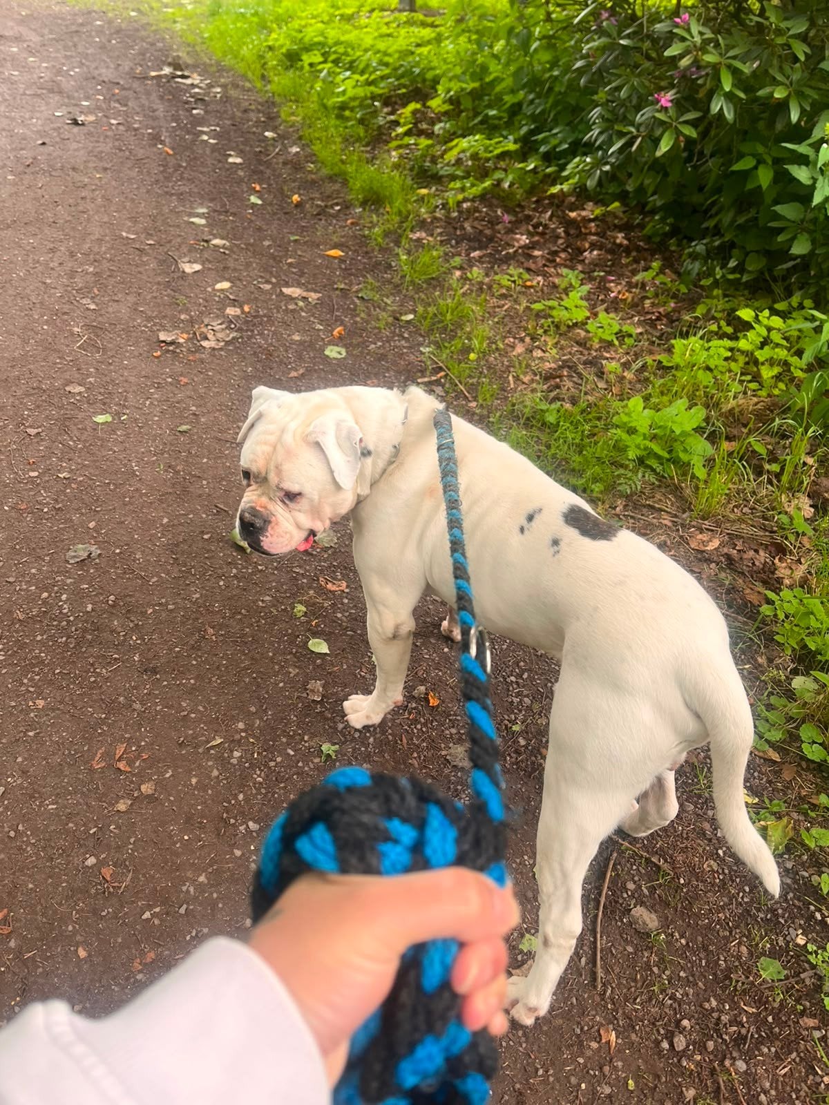 amerikaanse bulldog  herplaatser, 6 jaar of ouder, Reu, Bulldog, Eén hond