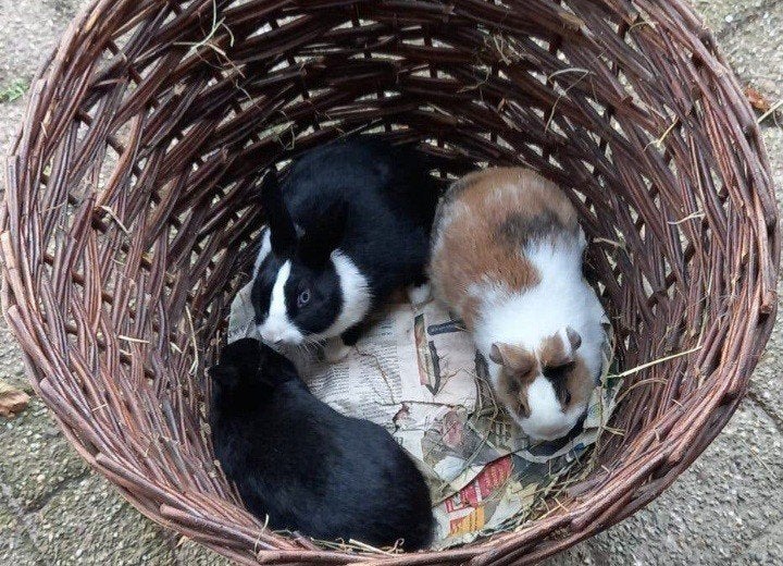 Dwergkonijnen, Dieren en Toebehoren