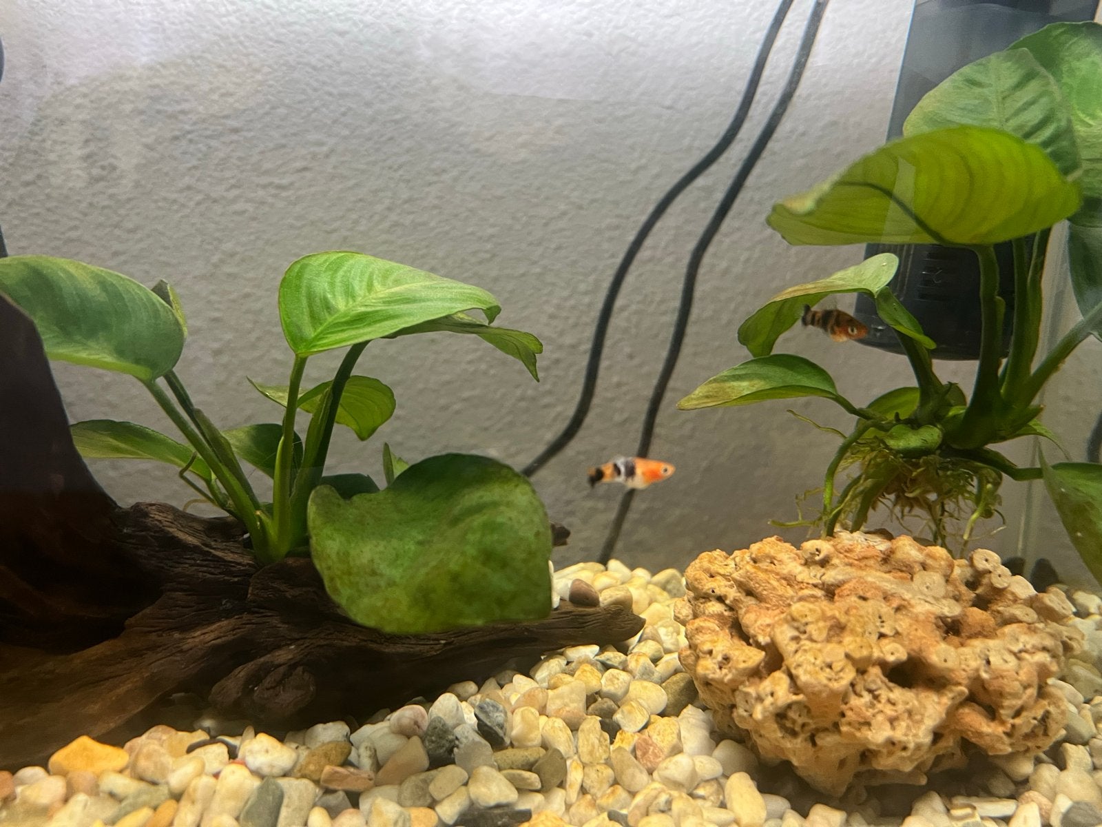 Baby Molly’s en Platy’s, Dieren en Toebehoren, Vissen | Aquariumvissen, Vis
