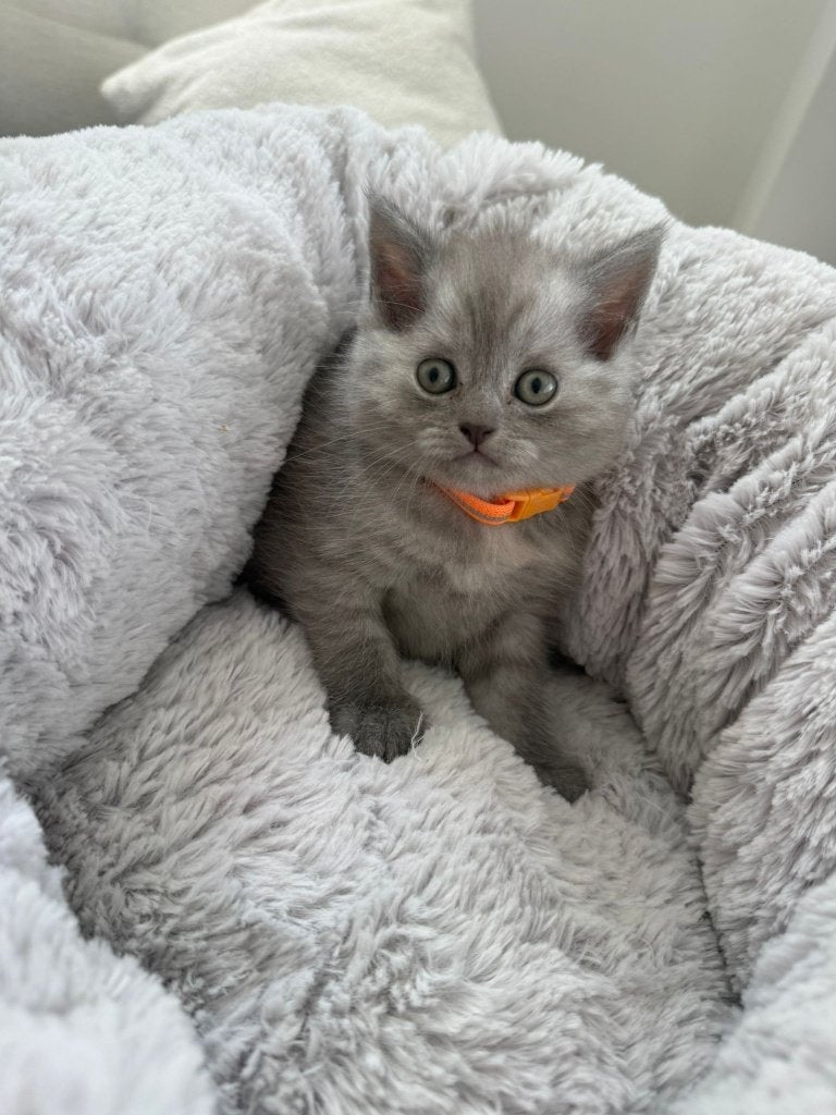 Kittens, Meerdere dieren, Ontwormd
