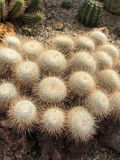Mammillaria cactus, samen 30 bij 42 cm, Ophalen, Cactus, Volle zon, Minder dan 100 cm